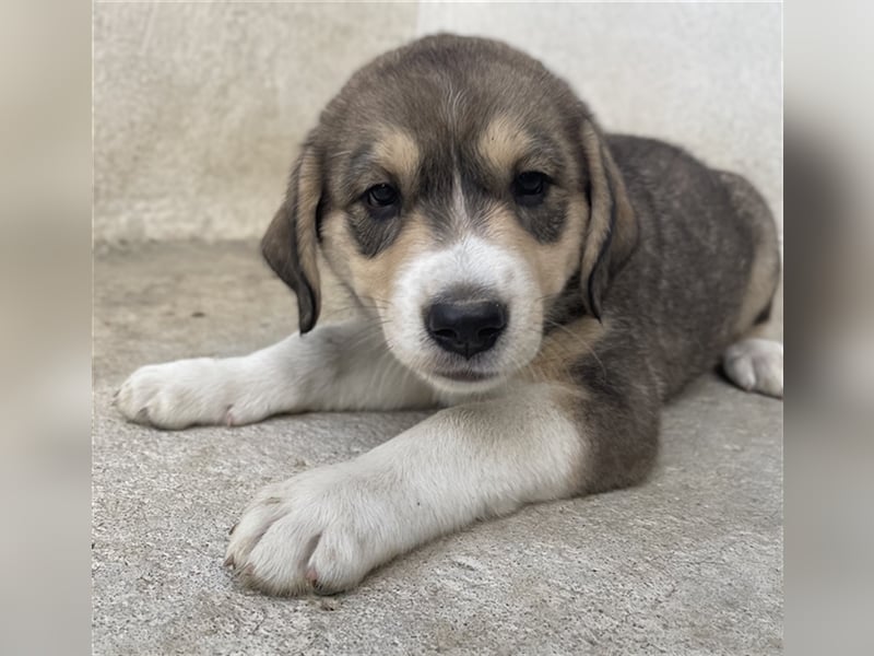 Alissa, geb. ca. 05/2023, lebt in GRIECHENLAND, im städt. Tierheim Serres