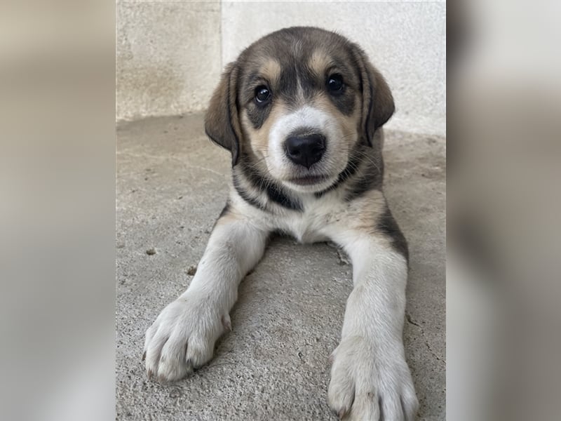 Alissa, geb. ca. 05/2023, lebt in GRIECHENLAND, im städt. Tierheim Serres