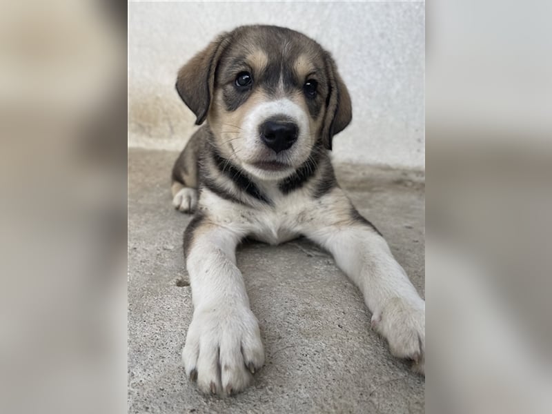 Alissa, geb. ca. 05/2023, lebt in GRIECHENLAND, im städt. Tierheim Serres