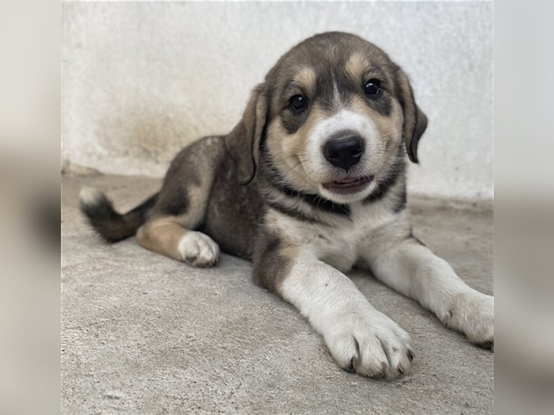 Alissa, geb. ca. 05/2023, lebt in GRIECHENLAND, im städt. Tierheim Serres