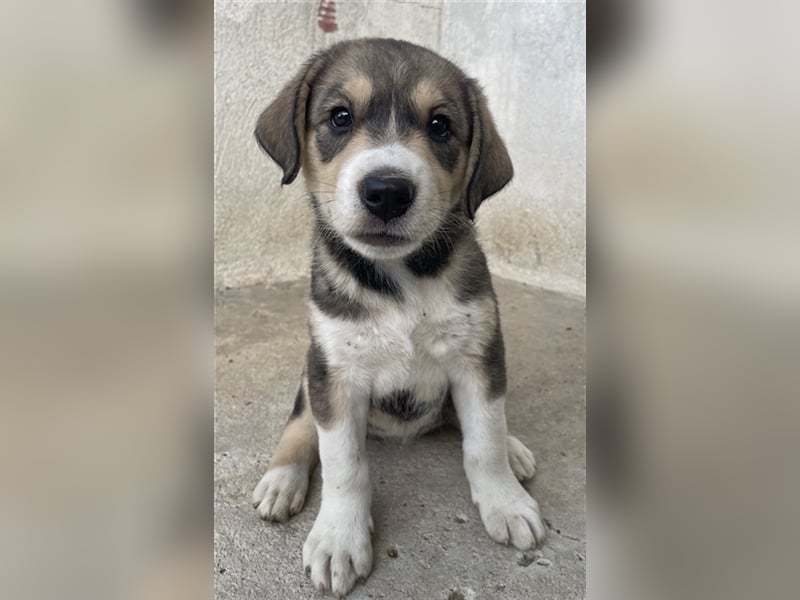 Alissa, geb. ca. 05/2023, lebt in GRIECHENLAND, im städt. Tierheim Serres