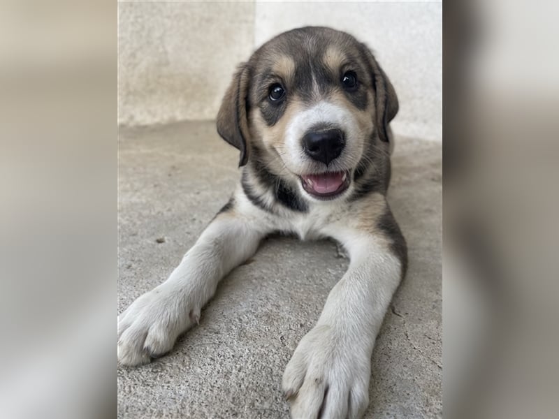 Alissa, geb. ca. 05/2023, lebt in GRIECHENLAND, im städt. Tierheim Serres