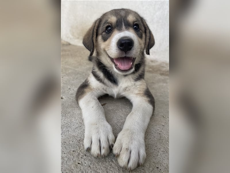 Alissa, geb. ca. 05/2023, lebt in GRIECHENLAND, im städt. Tierheim Serres