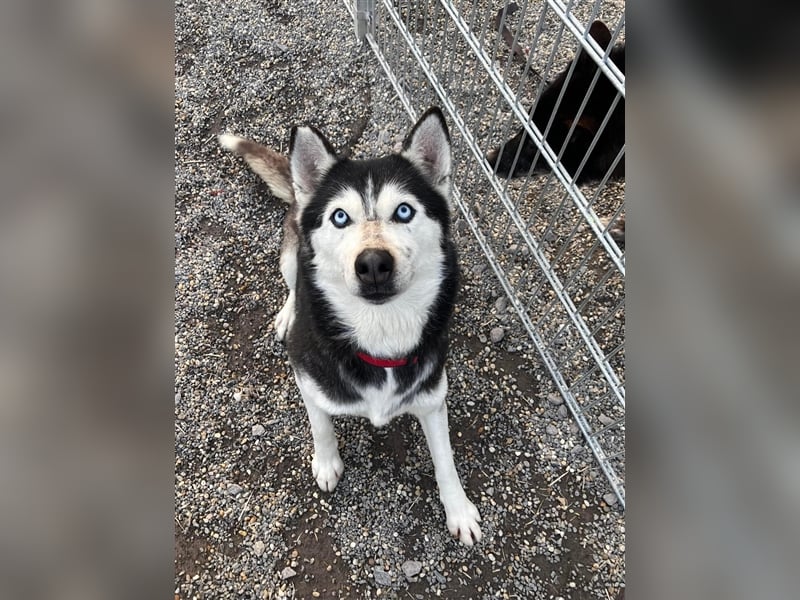 Starlight, Hündin Husky(-Mix) - sie ist sehr liebenswert