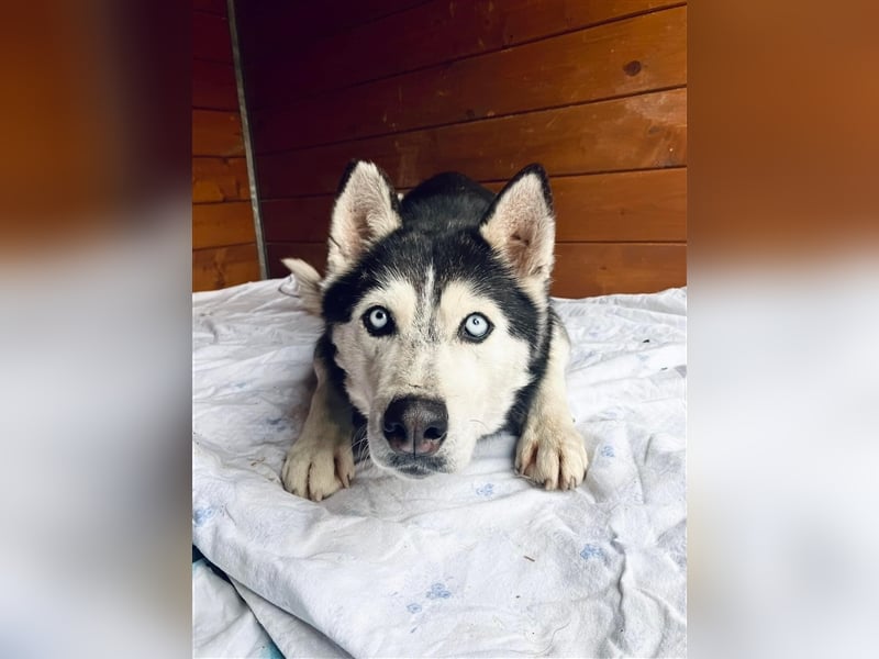 Starlight, Hündin Husky(-Mix) - sie ist sehr liebenswert