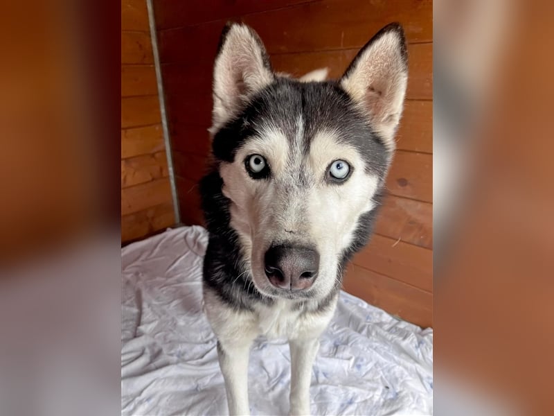 Starlight, Hündin Husky(-Mix) - sie ist sehr liebenswert