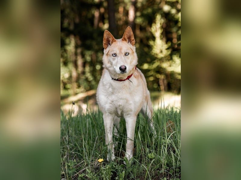 Wilma, geb. 09/2019 - Tapfere, lebensfrohe Schönheit