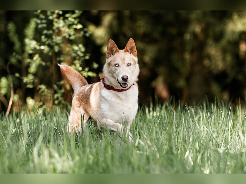 Wilma, geb. 09/2019 - Tapfere, lebensfrohe Schönheit