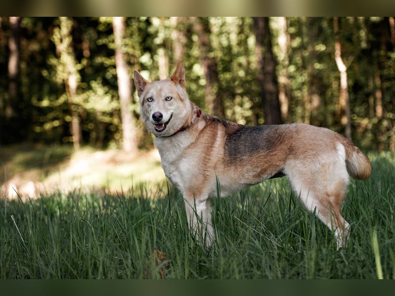 Wilma, geb. 09/2019 - Tapfere, lebensfrohe Schönheit