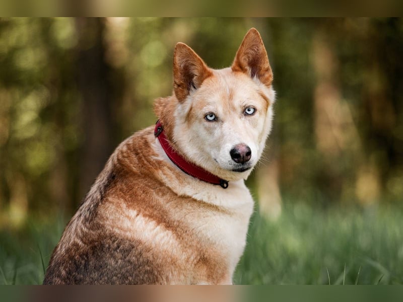 Wilma, geb. 09/2019 - Tapfere, lebensfrohe Schönheit