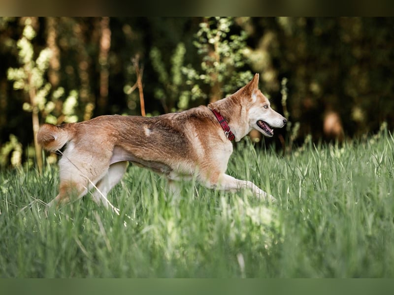 Wilma, geb. 09/2019 - Tapfere, lebensfrohe Schönheit