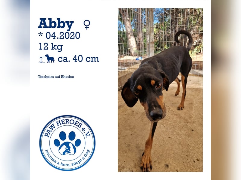 Kleine Brackenmischlingshündin ABBY (4 Jahre) sucht eine Familie