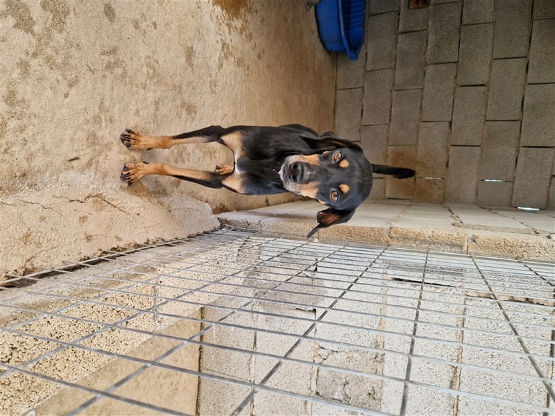 Kleine Brackenmischlingshündin ABBY (4 Jahre) sucht eine Familie