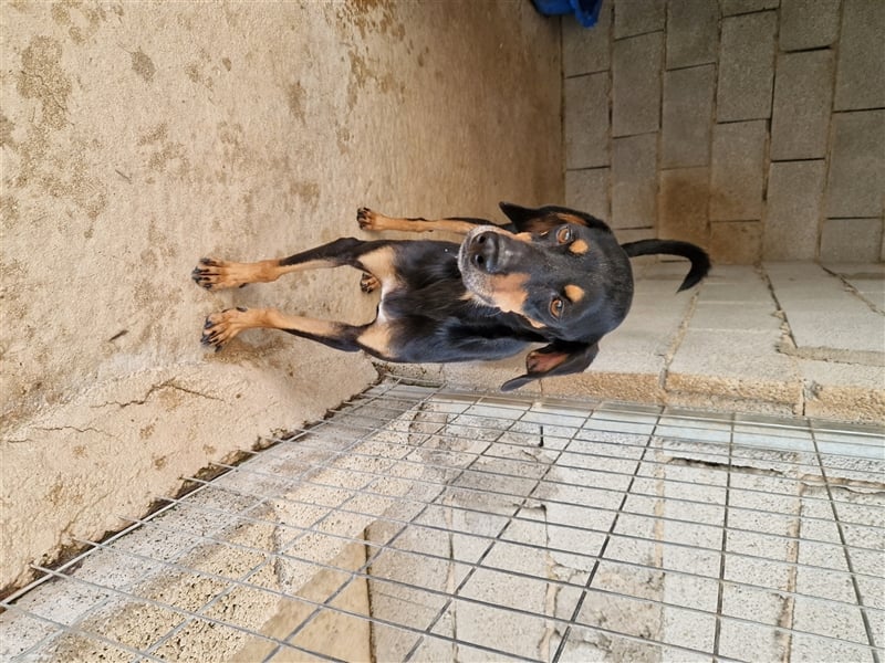Kleine Brackenmischlingshündin ABBY (4 Jahre) sucht eine Familie