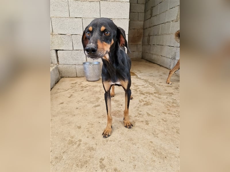 Kleine Brackenmischlingshündin ABBY (4 Jahre) sucht eine Familie