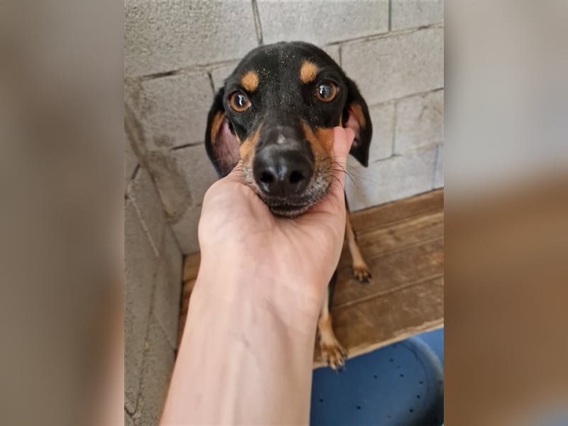 Kleine Brackenmischlingshündin ABBY (4 Jahre) sucht eine Familie