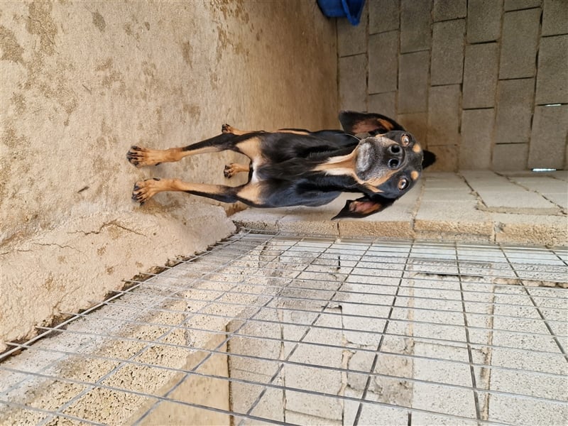 Kleine Brackenmischlingshündin ABBY (4 Jahre) sucht eine Familie
