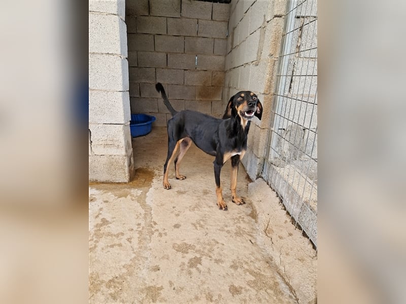 Kleine Brackenmischlingshündin ABBY (4 Jahre) sucht eine Familie