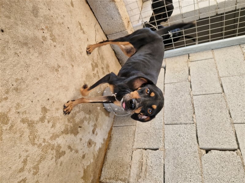 Kleine Brackenmischlingshündin ABBY (4 Jahre) sucht eine Familie