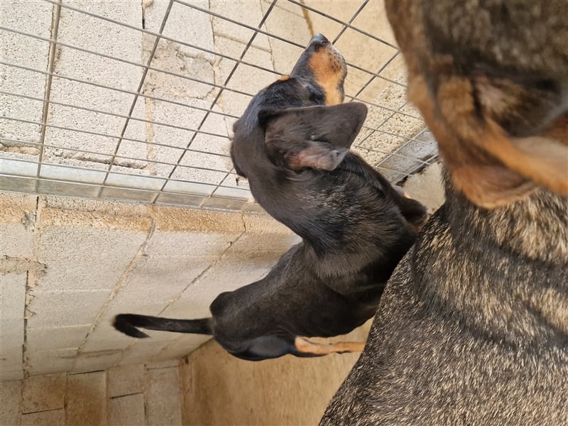 Kleine Brackenmischlingshündin ABBY (4 Jahre) sucht eine Familie