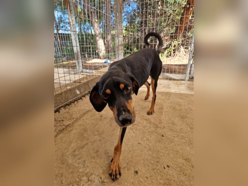Kleine Brackenmischlingshündin ABBY (4 Jahre) sucht eine Familie