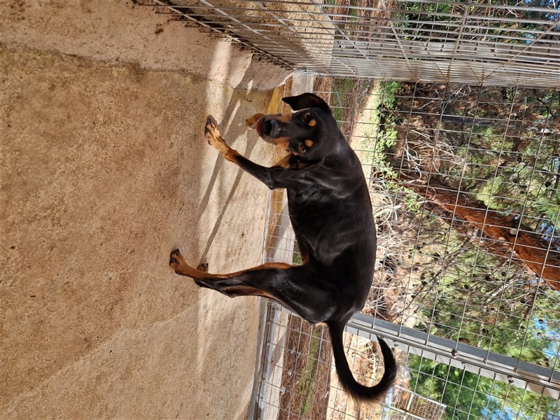 Kleine Brackenmischlingshündin ABBY (4 Jahre) sucht eine Familie
