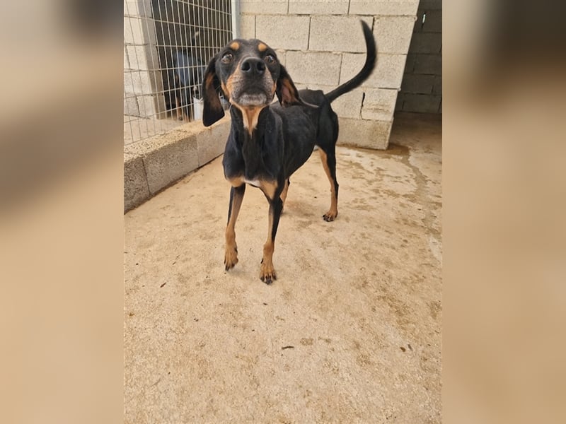 Kleine Brackenmischlingshündin ABBY (4 Jahre) sucht eine Familie