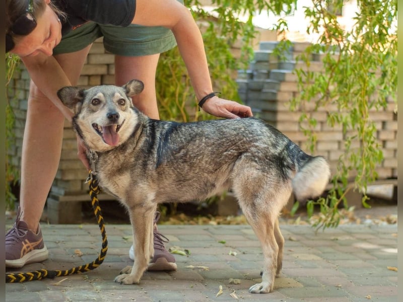AINA absolute Zaubermaus (Ukraine)