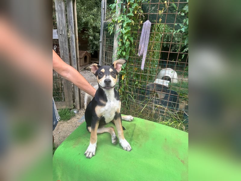 Sandra - (dringend Zuhause oder Pflegestelle gesucht) auf der Suche nach dem großen Glück