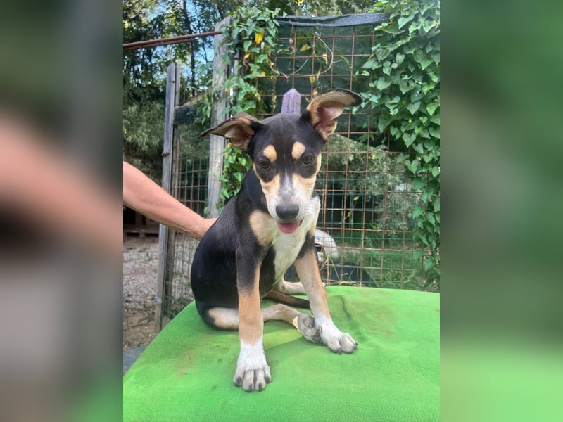 Sandra - (dringend Zuhause oder Pflegestelle gesucht) auf der Suche nach dem großen Glück