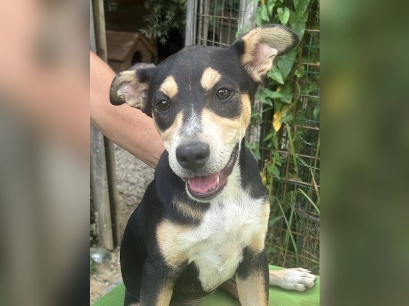 Sandra - (dringend Zuhause oder Pflegestelle gesucht) auf der Suche nach dem großen Glück