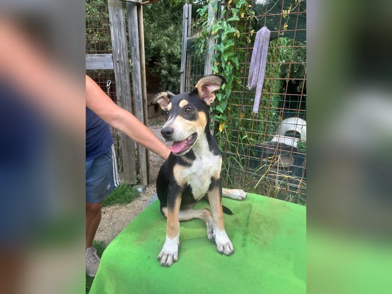 Sandra - (dringend Zuhause oder Pflegestelle gesucht) auf der Suche nach dem großen Glück