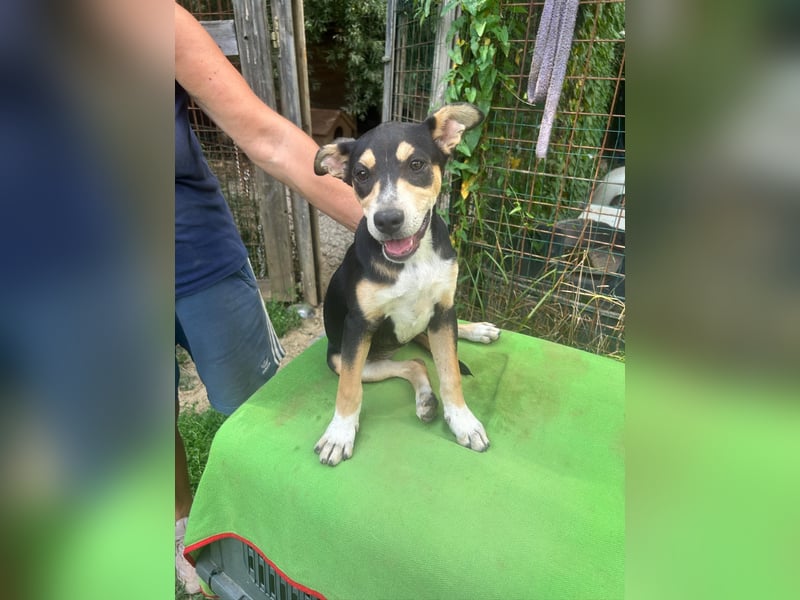 Sandra - (dringend Zuhause oder Pflegestelle gesucht) auf der Suche nach dem großen Glück