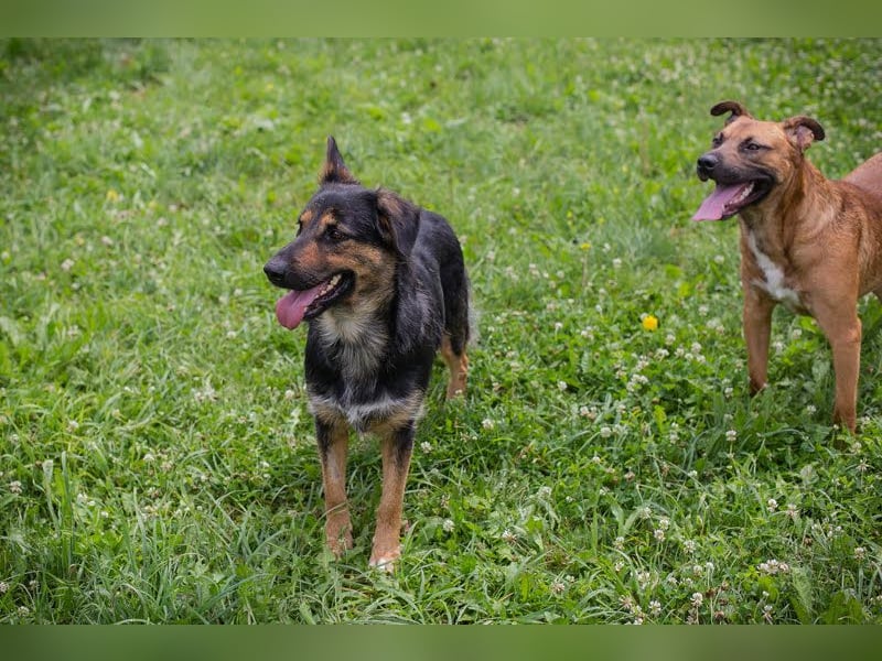 Arya Dora: Schöne, sanfte Hündin