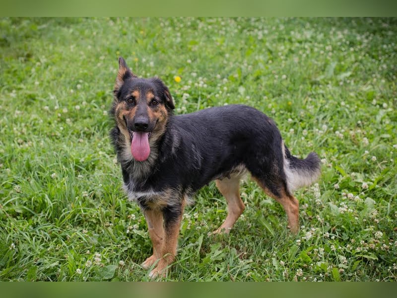 Arya Dora: Schöne, sanfte Hündin