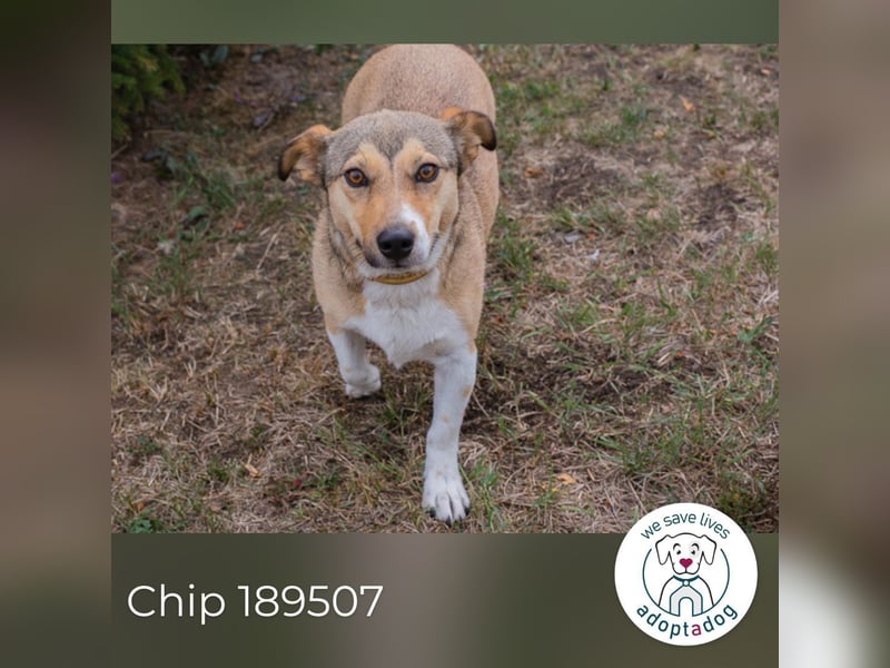 Chip 189507: sucht ein Zuhause