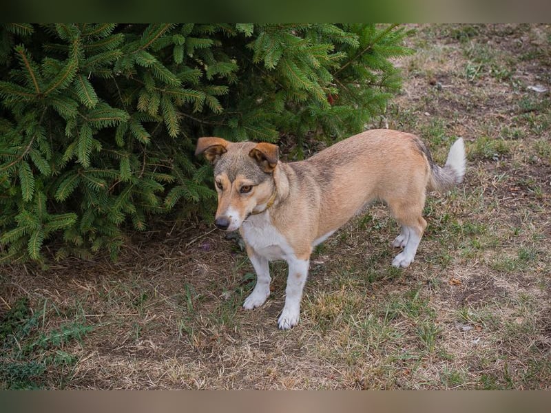 Chip 189507: sucht ein Zuhause
