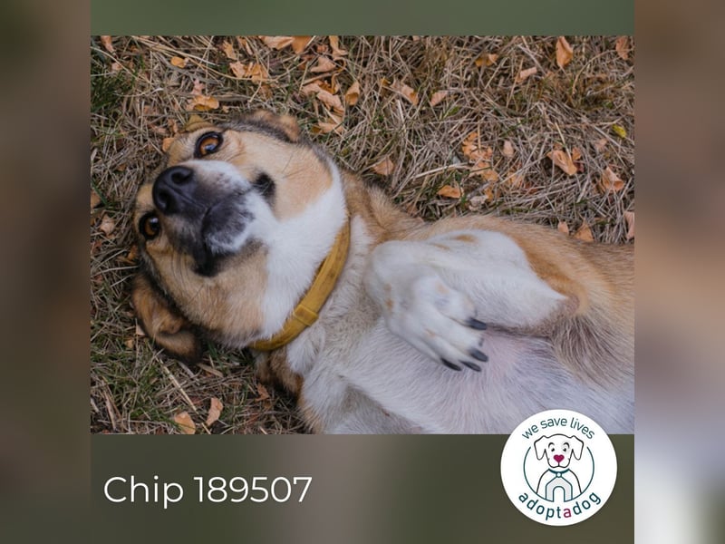 Chip 189507: sucht ein Zuhause