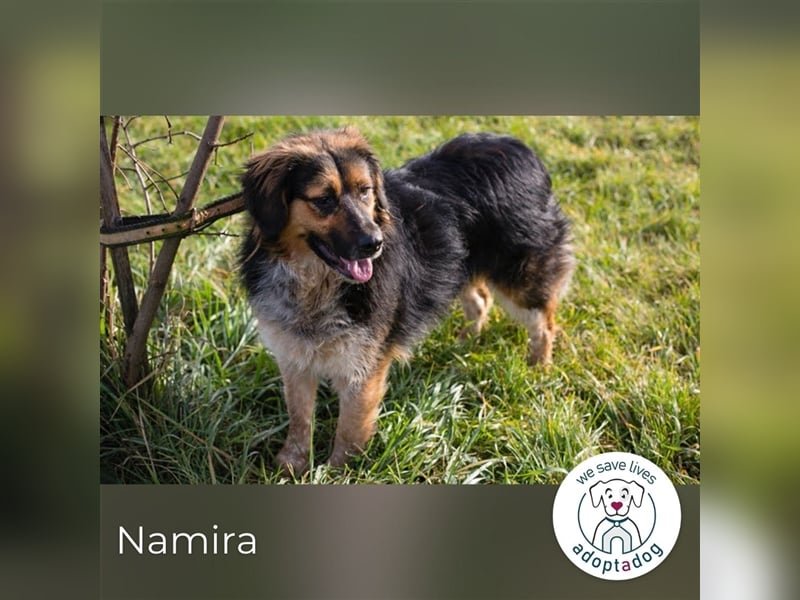 Namira – Aktive Hündin