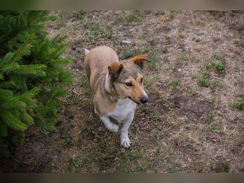 Chip 189507: sucht ein Zuhause