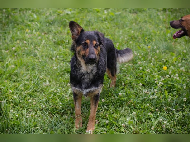 Arya Dora: Schöne, sanfte Hündin