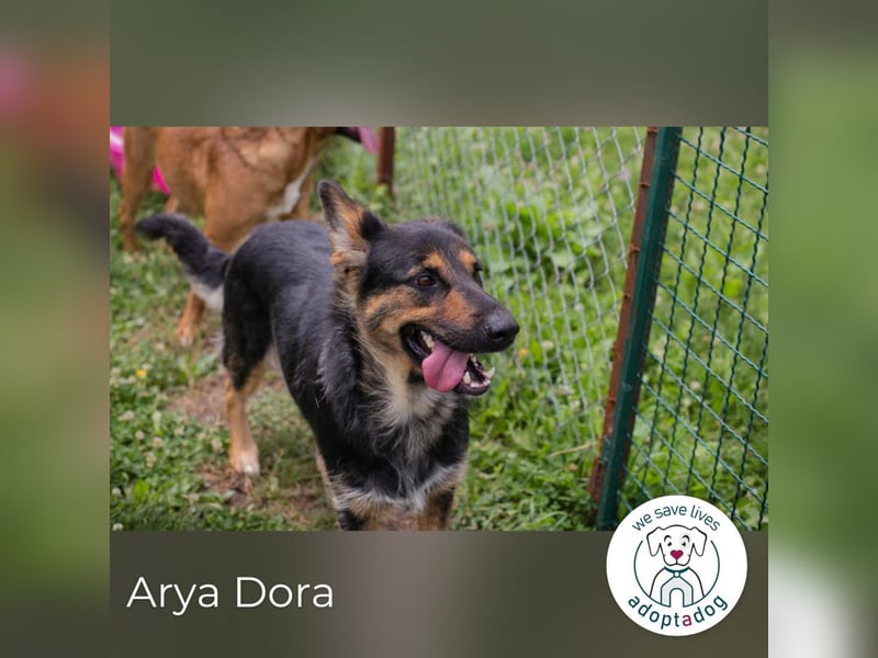 Arya Dora: Schöne, sanfte Hündin