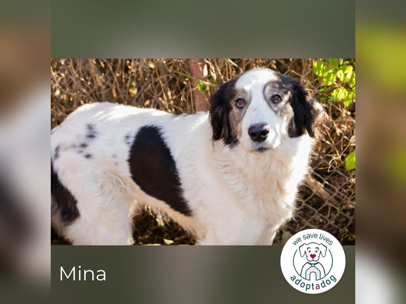 Mina: Ruhige Seele mit großem Herz