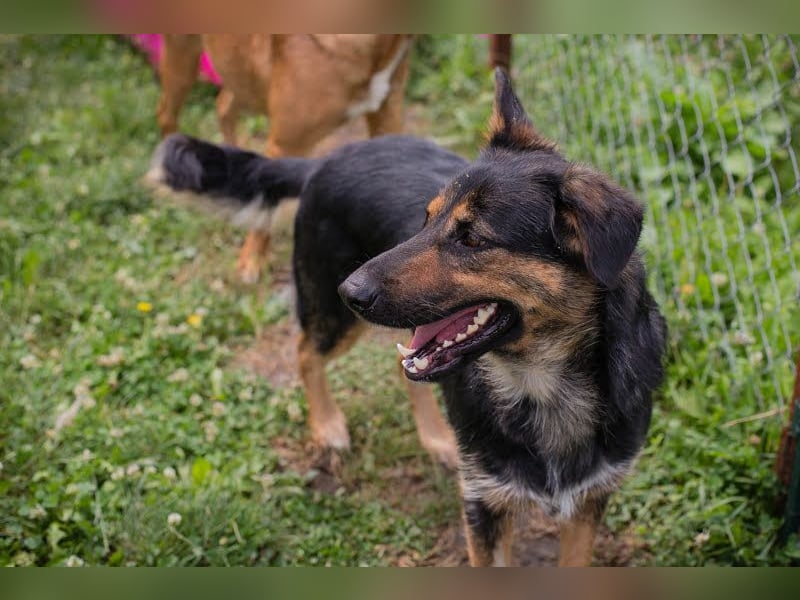 Arya Dora: Schöne, sanfte Hündin