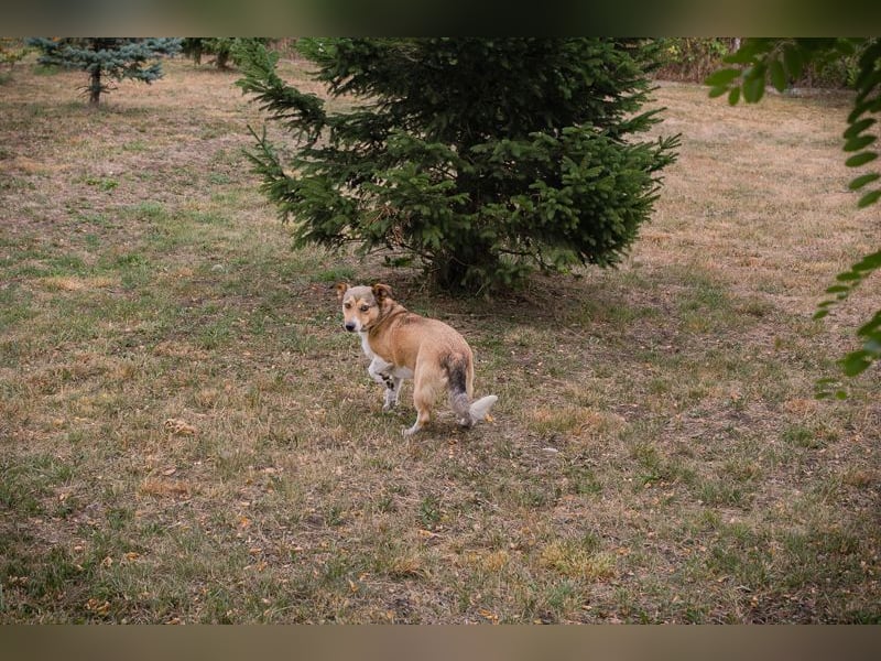 Chip 189507: sucht ein Zuhause