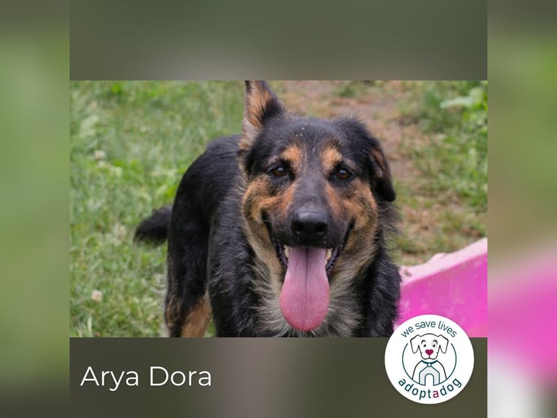 Arya Dora: Schöne, sanfte Hündin