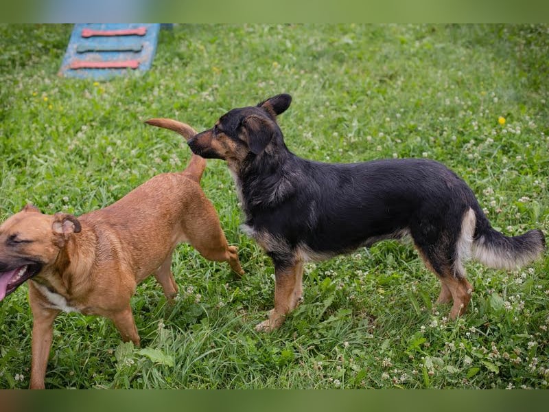 Arya Dora: Schöne, sanfte Hündin