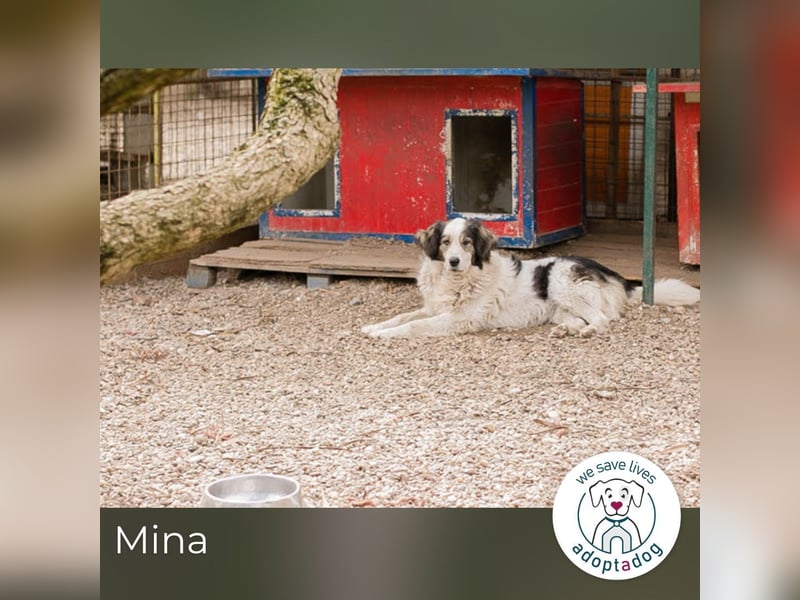 Mina: Ruhige Seele mit großem Herz