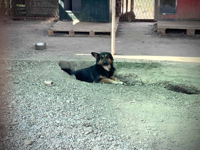 Arya Dora: Schöne, sanfte Hündin