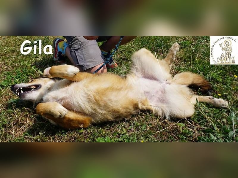 Gila – die Hündin, die dein Leben bereichert